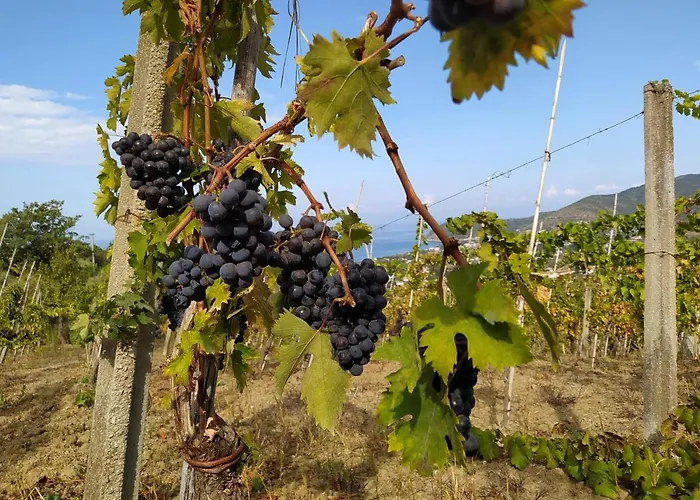 Casa Vacanze Il Vigneto: tra mare e natura 2